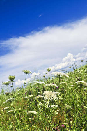 Summer meadow with wildflowers and blue sky