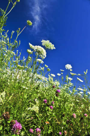Summer meadow with wildflowers and blue skyの写真素材