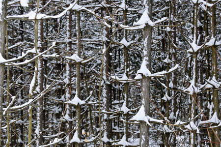 Natural background of tree trunks in winter