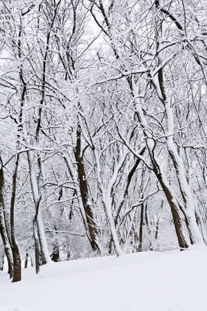 Winter park landscape with snow covered trees