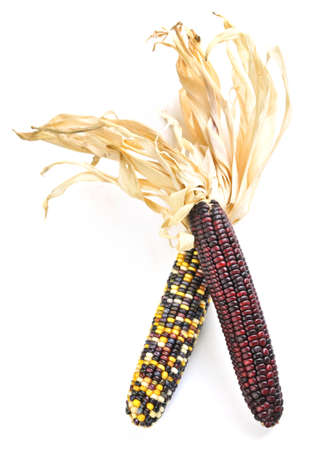 Two cobs of indian corn isolated on white background