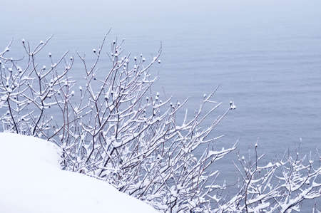 Winter trees covered with fresh snow - natural backgroundの写真素材