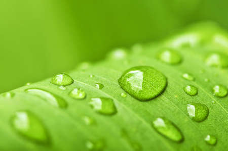 Natural background of green plant leaf with raindropsの写真素材