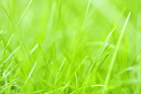 Natural background of green grass blades close upの写真素材