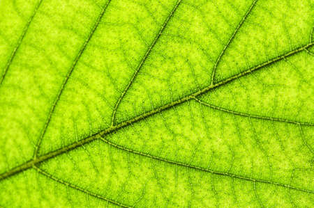 Green leaf texture close up as natural backgroundの写真素材