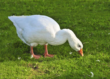 White free run goose feeding on green grass on a farmの写真素材