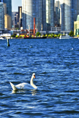 Toronto waterfront with white swans in the harbourの写真素材