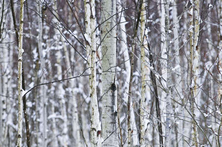 Natural background of tree trunks in winterの写真素材