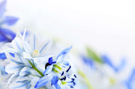 Floral background of first spring flowers close up Floral background of first spring flowers close up