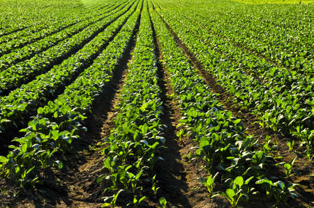 Rows of turnip plants in a cultivated farmers fieldの写真素材