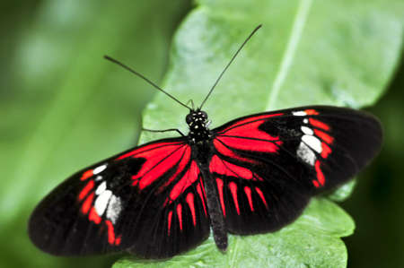 Red heliconius dora butterfly on a leaf