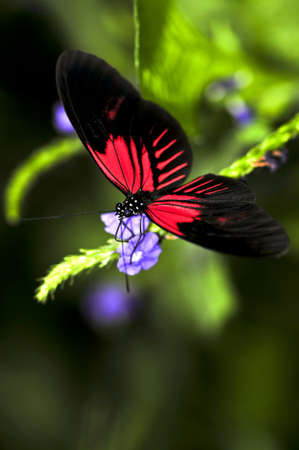 Red heliconius dora butterfly on a flower