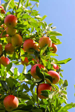 Organic ripe apples ready to pick on tree branches