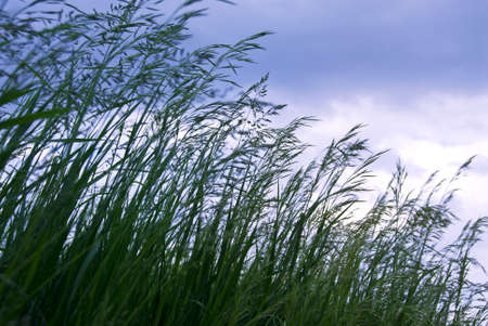 Seeding tall green grass closeup against foreboding skyの写真素材