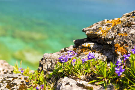 Wildflowers and rocks at shore of Georgian Bay Ontario Canadaの写真素材