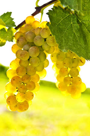Yellow grapes growing on vine in bright sunshineの写真素材