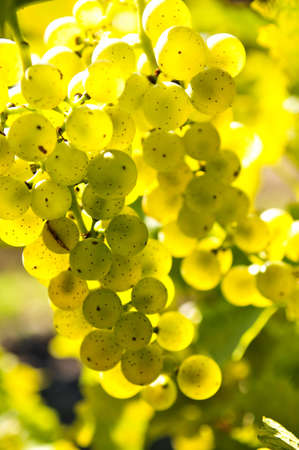 Yellow grapes growing on vine in bright sunshine
