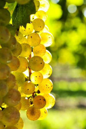 Yellow grapes growing on vine in bright sunshineの写真素材