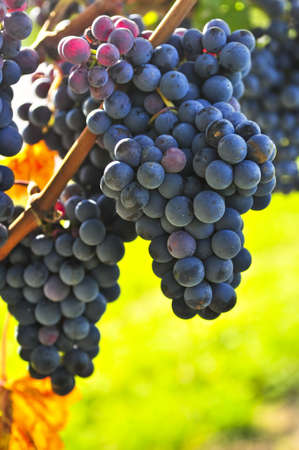 Purple grapes growing on vine in bright sunshine