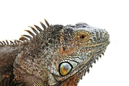 Close up of green iguana head on white backgroundの写真素材