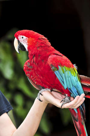 red scarlet macaw parrot sitting on handの写真素材
