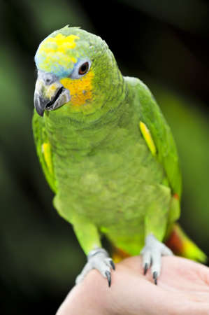 Yellow shouldered Amazon parrot perched on hand