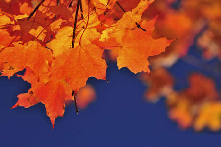 Red fall maple tree leaves on blue sky background