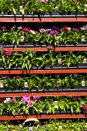 Flowers and plants for sale for planting in springの写真素材