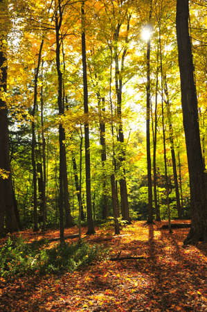 Colorful fall forest on a warm autumn day
