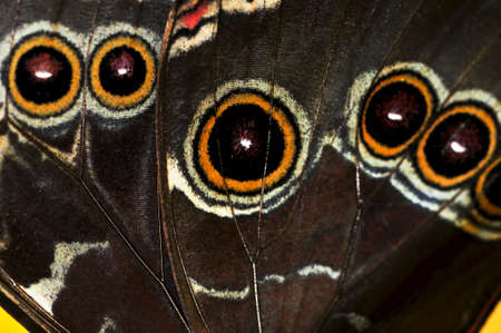 Closeup of a Beautiful blue morpho butterly wingの写真素材