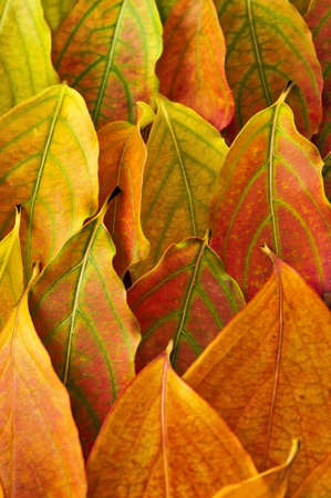 Colorful fall background of arranged autumn leaves