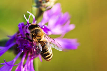 Close up of honey bee on knapweed flower