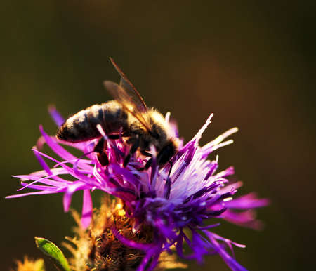 Close up of honey bee on knapweed flower