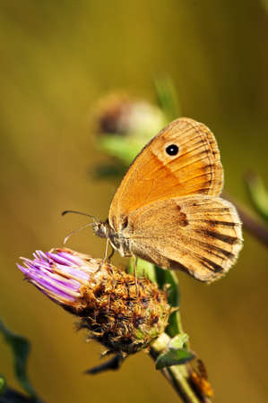 Close up of meadow brown butterfly on knapweed flowerの写真素材