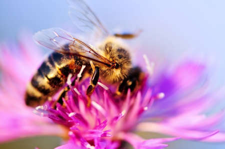 Close up of honey bee on knapweed flowerの写真素材