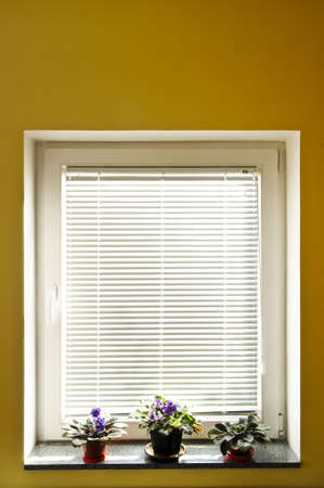 Horizontal blinds on window with three houseplantsの写真素材