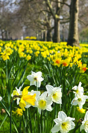 Blooming daffodils in St James's Park in Londonの写真素材