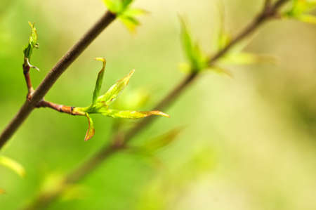 Green spring leaves budding new life in clean environmentの写真素材