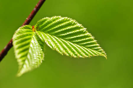 Green spring leaves budding new life in clean environmentの写真素材