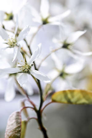 Gentle white spring flowers of the serviceberry shrubの写真素材