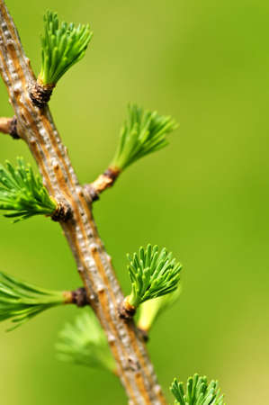 Green spring needles budding new life in clean environmentの写真素材