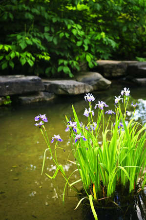 Purple iris flowers in landscaped natural garden pondの写真素材