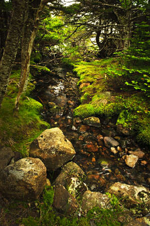 Small stream among fresh green summer forest in Newfoundlandの写真素材