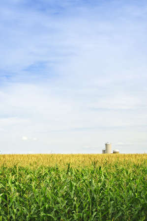 Agricultural landscape of corn field on small scale sustainable farm with silosの写真素材