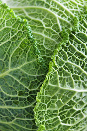 Close up of fresh green cabbage leavesの写真素材