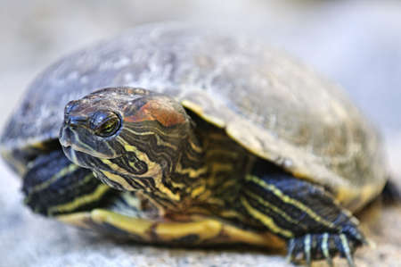 Close up of red eared slider turtle sitting on rockの写真素材