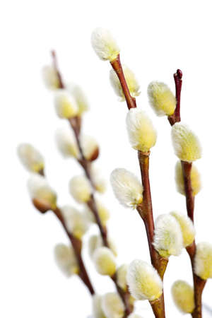 Spring pussy willow branches isolated on white backgroundの写真素材