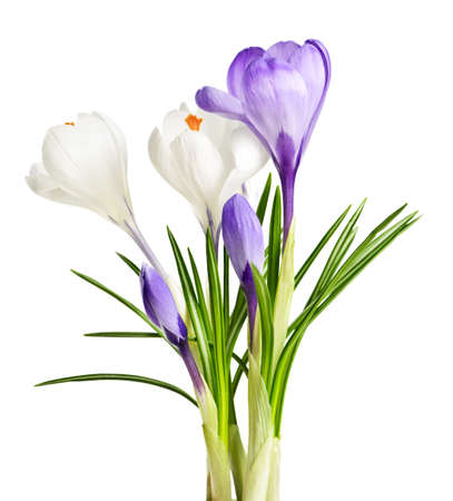 White and purple spring crocus flowers isolated on white backgroundの写真素材