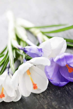 Fresh cut white and purple spring crocus flowersの写真素材