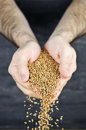 Male cupped hands pouring whole wheat grain kernels